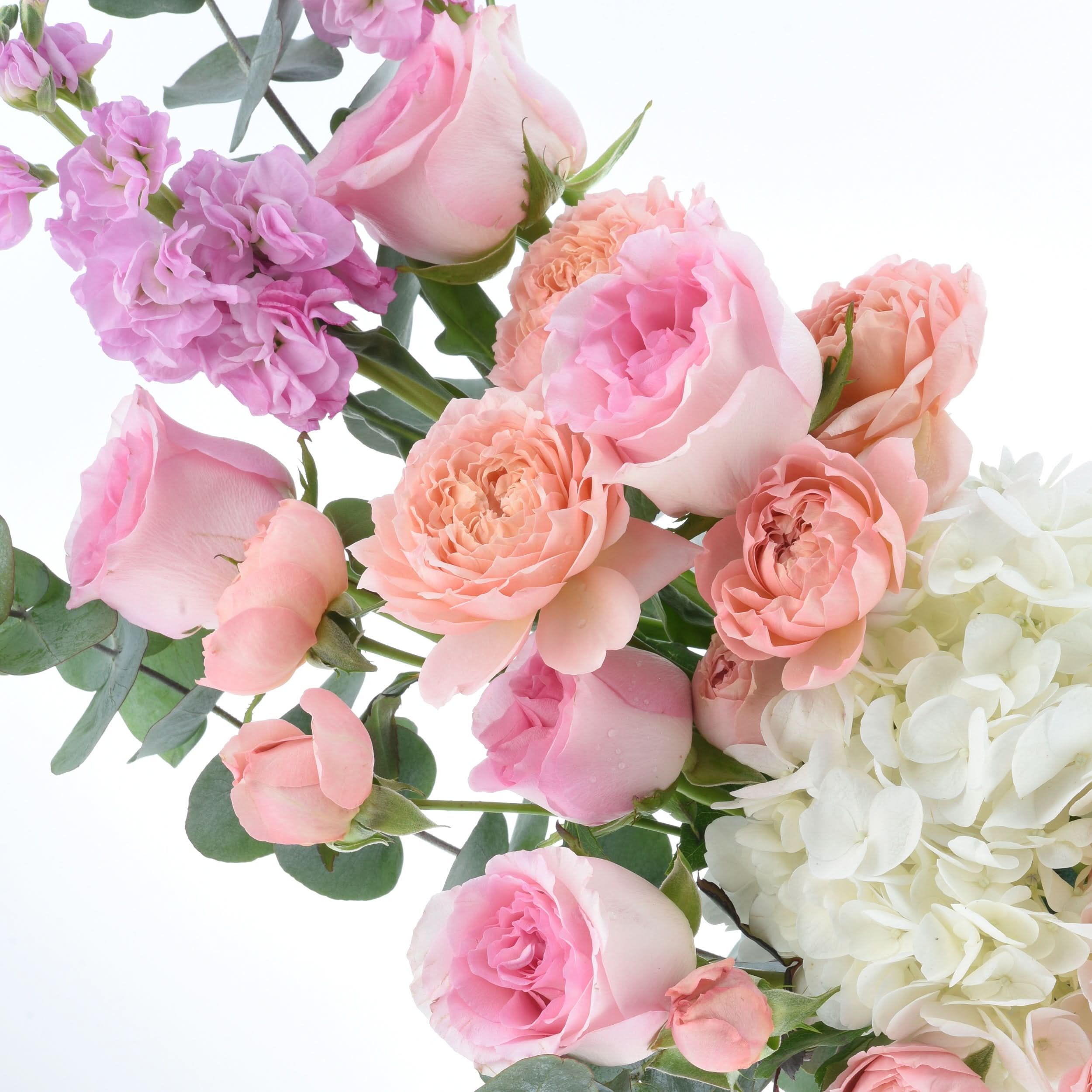 Soft pink roses, lilac stock, white hydrangeas, and eucalyptus on white background.